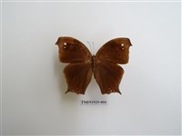 藏品(森林暮眼蝶)的圖片